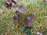 Entoloma griseum image