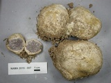 Scleroderma polyrhizum image