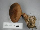 Cortinarius armillatus image