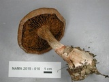 Cortinarius armillatus image