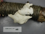 Tyromyces chioneus image