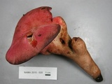 Fistulina hepatica image
