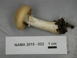 Cortinarius caperatus image