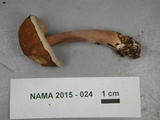 Austroboletus gracilis image