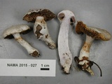 Cortinarius alboviolaceus image