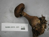 Cortinarius squamulosus image