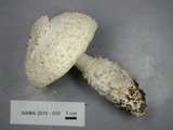 Amanita subcokeri image