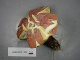 Boletus pallidoroseus image