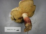 Boletus pallidoroseus image