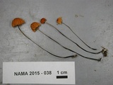 Marasmius siccus image