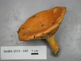 Lactarius croceus image