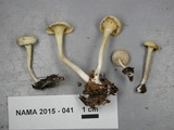 Cuphophyllus virgineus image
