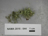 Usnea strigosa image