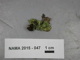 Vulpicida viridis image