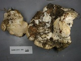 Hydnum albomagnum image