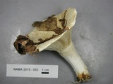Lactarius deceptivus image