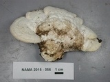Trametes gibbosa image