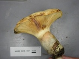 Tapinella atrotomentosa image
