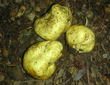 Truncocolumella citrina image