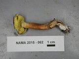 Aureoboletus auriporus image