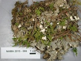 Peltigera canina image