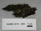 Helicogloea compressa image