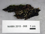 Helicogloea compressa image