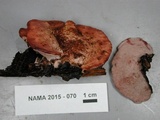 Fomitopsis cajanderi image