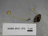 Mycena crocea image