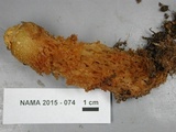Calostoma lutescens image