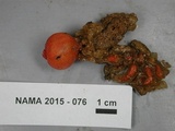 Calostoma cinnabarinum image