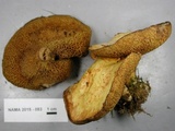 Suillus americanus image