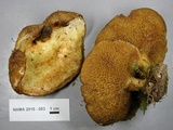 Suillus americanus image