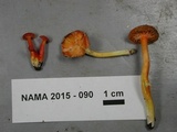 Hygrocybe miniata image