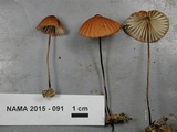 Marasmius fulvoferrugineus image
