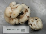 Entoloma abortivum image