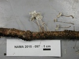 Mycetinis opacus image