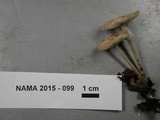 Gymnopus semihirtipes image
