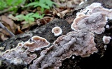 Gloeoporus dichrous image