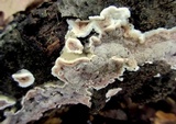 Gloeoporus dichrous image