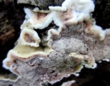 Gloeoporus dichrous image