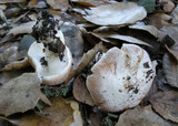 Inocybe brunnescens image