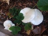 Melanoleuca verrucipes image