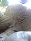 Melanoleuca verrucipes image