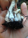Melanoleuca verrucipes image