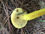 Pulveroboletus ravenelii image
