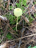 Leucocoprinus fragilissimus image