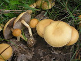 Agrocybe pediades var. fimicola image