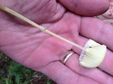 Leucocoprinus fragilissimus image