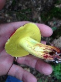 Boletus roodyi image